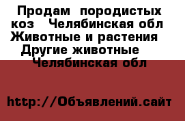 Продам  породистых коз - Челябинская обл. Животные и растения » Другие животные   . Челябинская обл.